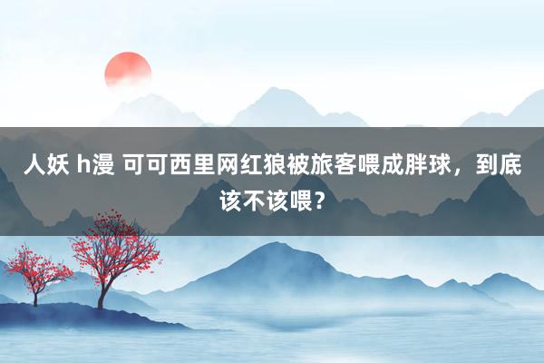 人妖 h漫 可可西里网红狼被旅客喂成胖球，到底该不该喂？